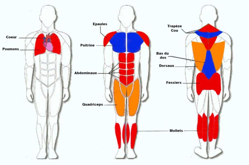 The different muscles used when paddle boarding